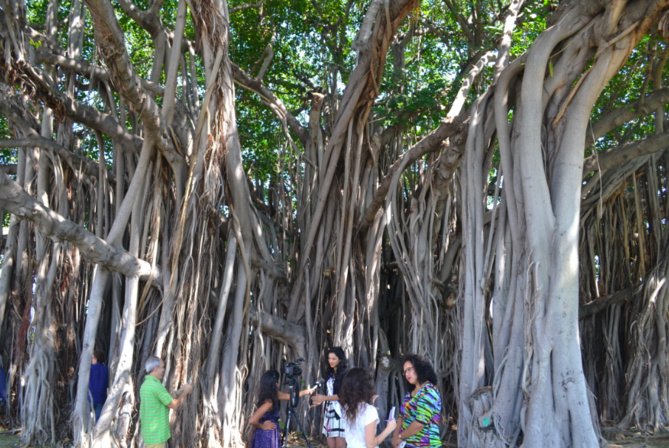 Interviews de la presse à l'ombre du banian