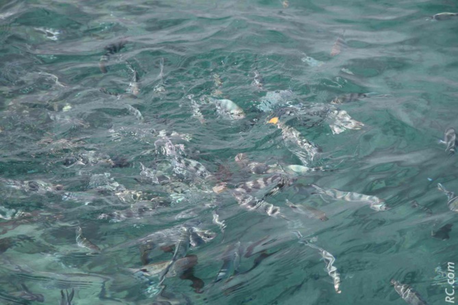 L'eau poissonneuse du parc marin de Blue Bay L'eau poissonneuse du parc marin de Blue Bay