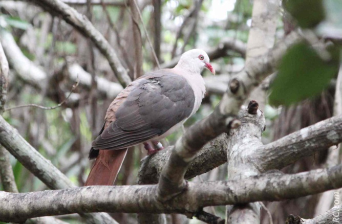 Il suffit de lever la tête et/ou de regarder dans les arbres pour découvrir les oiseaux Il suffit de lever la tête et/ou de regarder dans les arbres pour découvrir les oiseaux