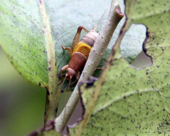 Des insectes partout. Il suffit d'ouvrir l'œil… Des insectes partout. Il suffit d'ouvrir l'œil…