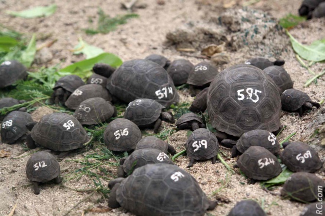 Des tortues Aldabra des Seychelles dans la réserve naturelle de l'île aux Aigrettes Des tortues Aldabra des Seychelles dans la réserve naturelle de l'île aux Aigrettes