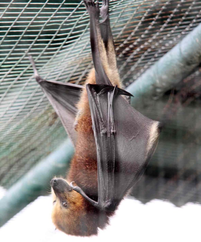 Tiens, une chauve-souris «au repos» Tiens, une chauve-souris «au repos»