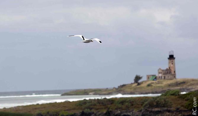Le vol majestueux d'un paille-en-queue vers une île au Phare fantomatique…