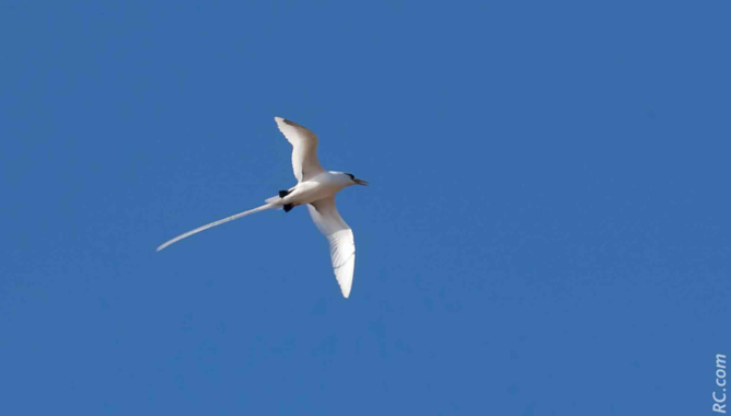 Le paille-en-queue est un bel oiseau emblématique, omniprésent sur l'îlot Gabriel
