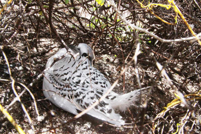 Petit paille-en-queue deviendra grand. Pour l'instant, ne pas trop de le déranger SVP! Petit paille-en-queue deviendra grand. Pour l'instant, ne pas trop de le déranger SVP!