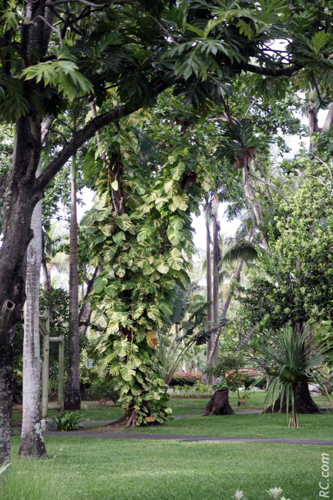 Un beau jardin exotique où il fait bon flâner. Un beau jardin exotique où il fait bon flâner.