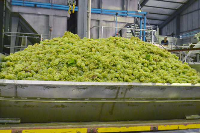 Les raisins collectés... Les raisins collectés...