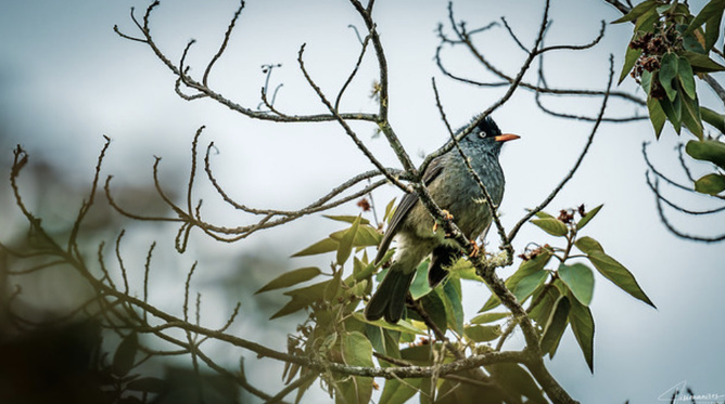 La faune de la Réunion tout simplement magnifique