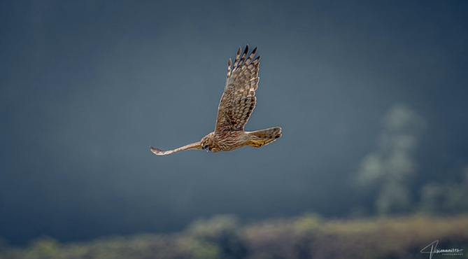 La faune de la Réunion tout simplement magnifique