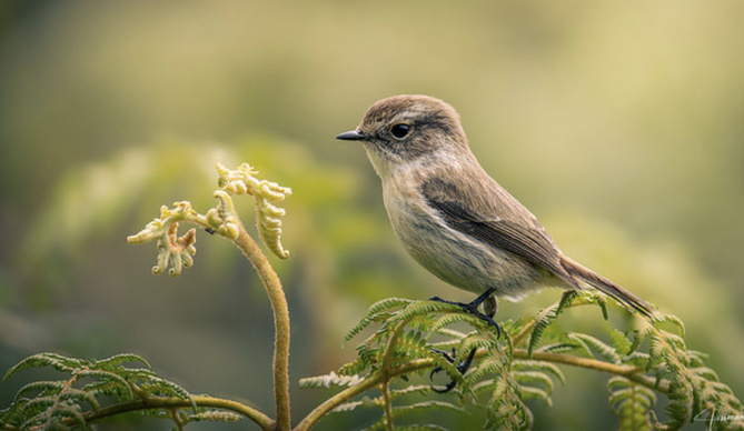 La faune de la Réunion tout simplement magnifique