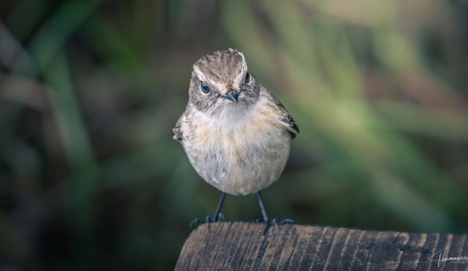 La faune de la Réunion tout simplement magnifique La faune de la Réunion tout simplement magnifique