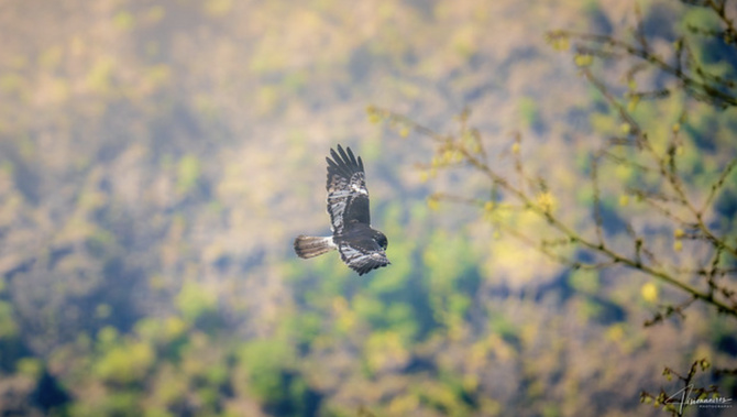 La faune de la Réunion tout simplement magnifique La faune de la Réunion tout simplement magnifique
