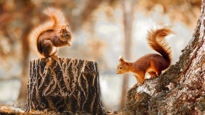 Image par HUNG QUACH de Pixabay