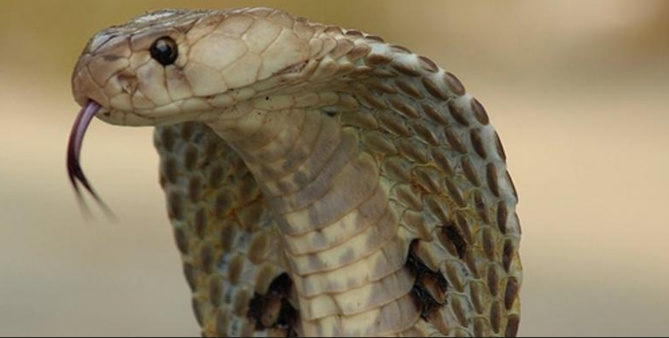 Une pop-star indonésienne meurt sur scène mordue par un cobra Une pop-star indonésienne meurt sur scène mordue par un cobra