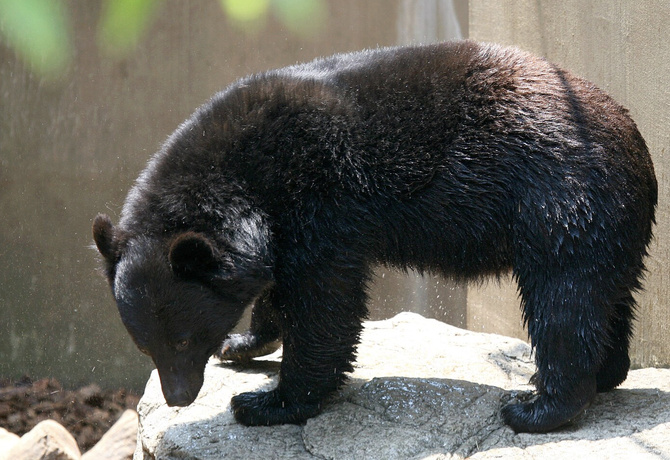 Sa montre GPS révèle l’horreur : un randonneur dévoré par un ours à Hokkaido Sa montre GPS révèle l’horreur : un randonneur dévoré par un ours à Hokkaido