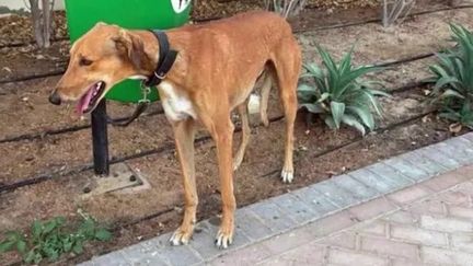 Chiens et chats laissés derrière : la controverse autour des abandons d’animaux à Dubaï