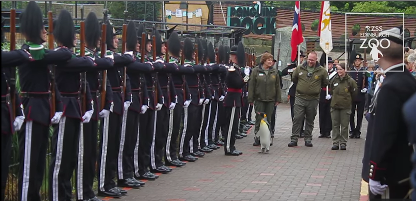 Un manchot brigadier en Ecosse