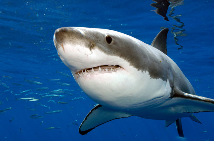 Un pêcheur repousse un grand requin blanc à l'aide d'un balai