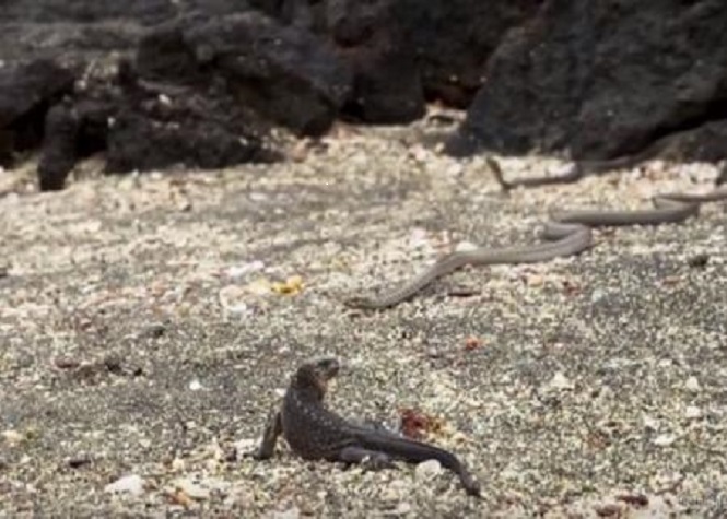 Quand des serpents affamés pourchassent un iguane...