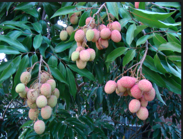 Le letchi responsable de centaines de morts d'enfants par an, en Inde