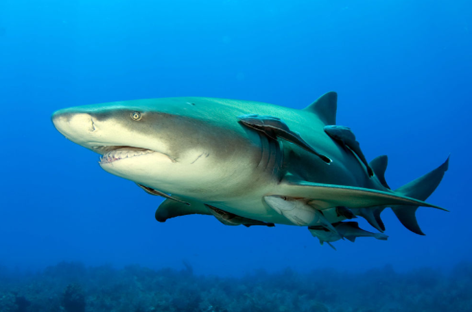 Le cinéaste passionné de requins disparait lors d'une plongée