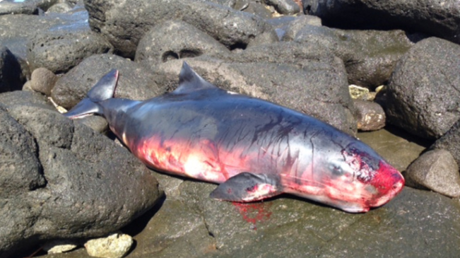 Un cachalot retrouvé échoué à Saint-Pierre