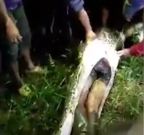 [VIDEO] Mort avalé par un python géant