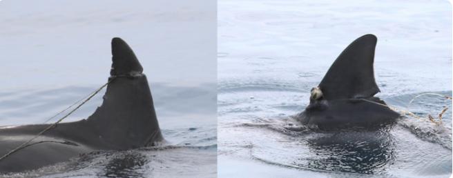 Deux dauphins blessés, les nageoires sévèrement entaillées