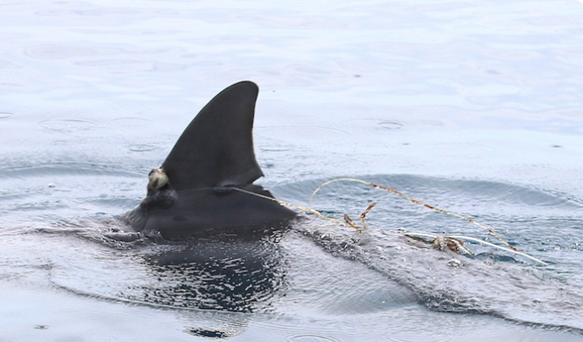 Deux dauphins blessés, les nageoires sévèrement entaillées