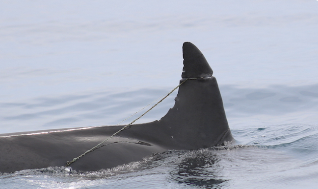 Deux dauphins blessés, les nageoires sévèrement entaillées