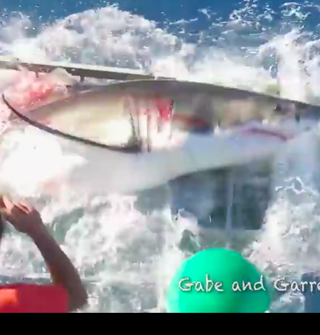Un grand requin blanc dans la cage d'un plongeur