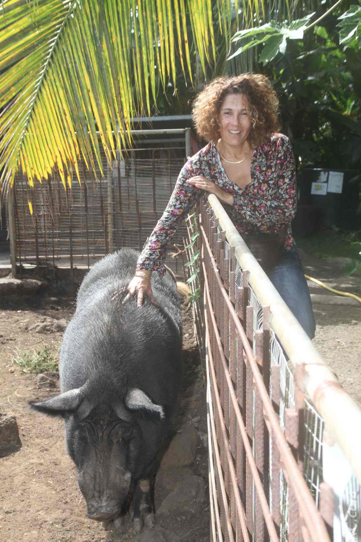 Mireille Solesse nous présente Saucisson un magnifique cochon noir pas grognon du tout