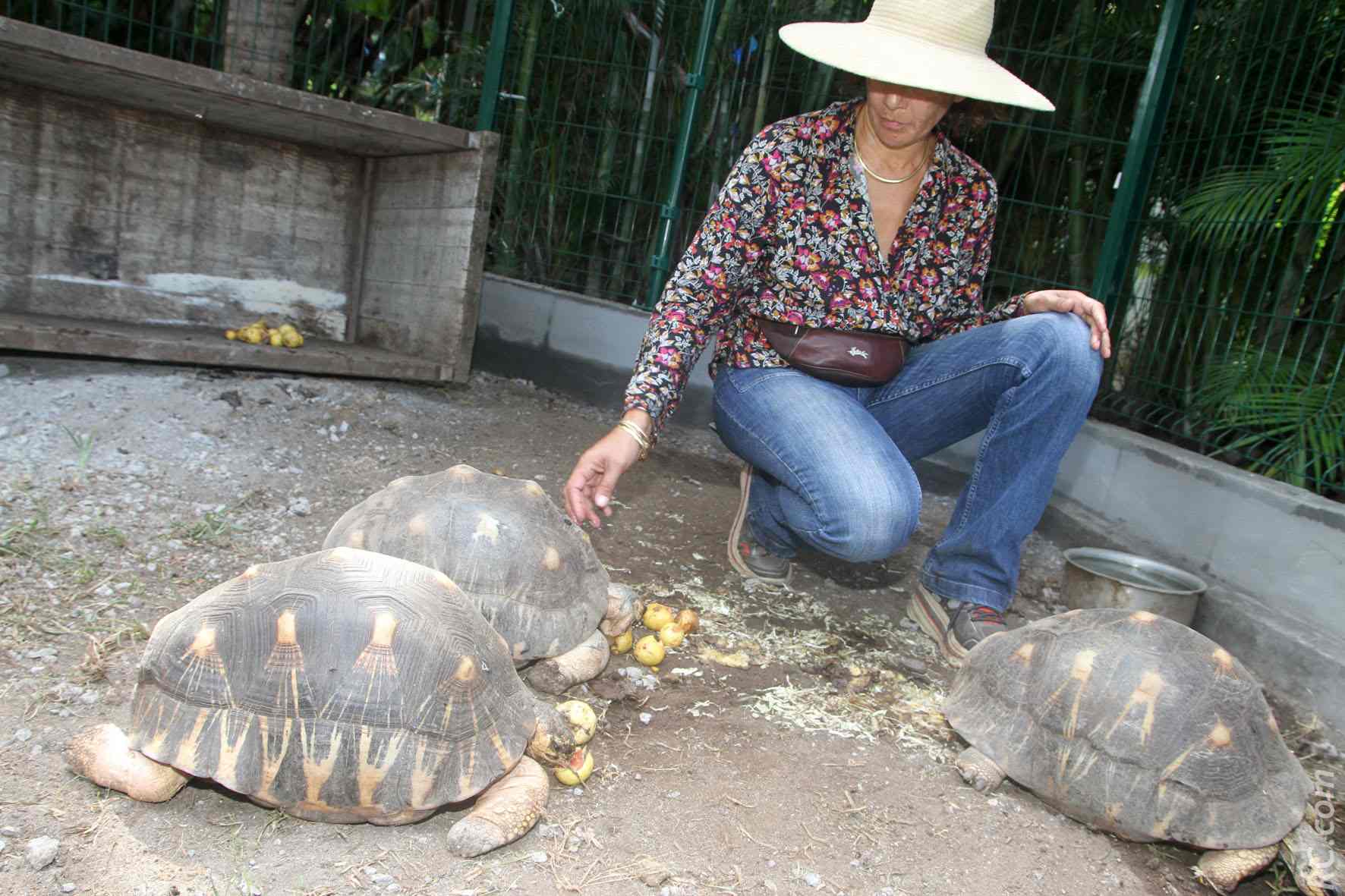 L'heure du repas pour les tortues qui se sont installées à l'entre de la ferme pédagogique