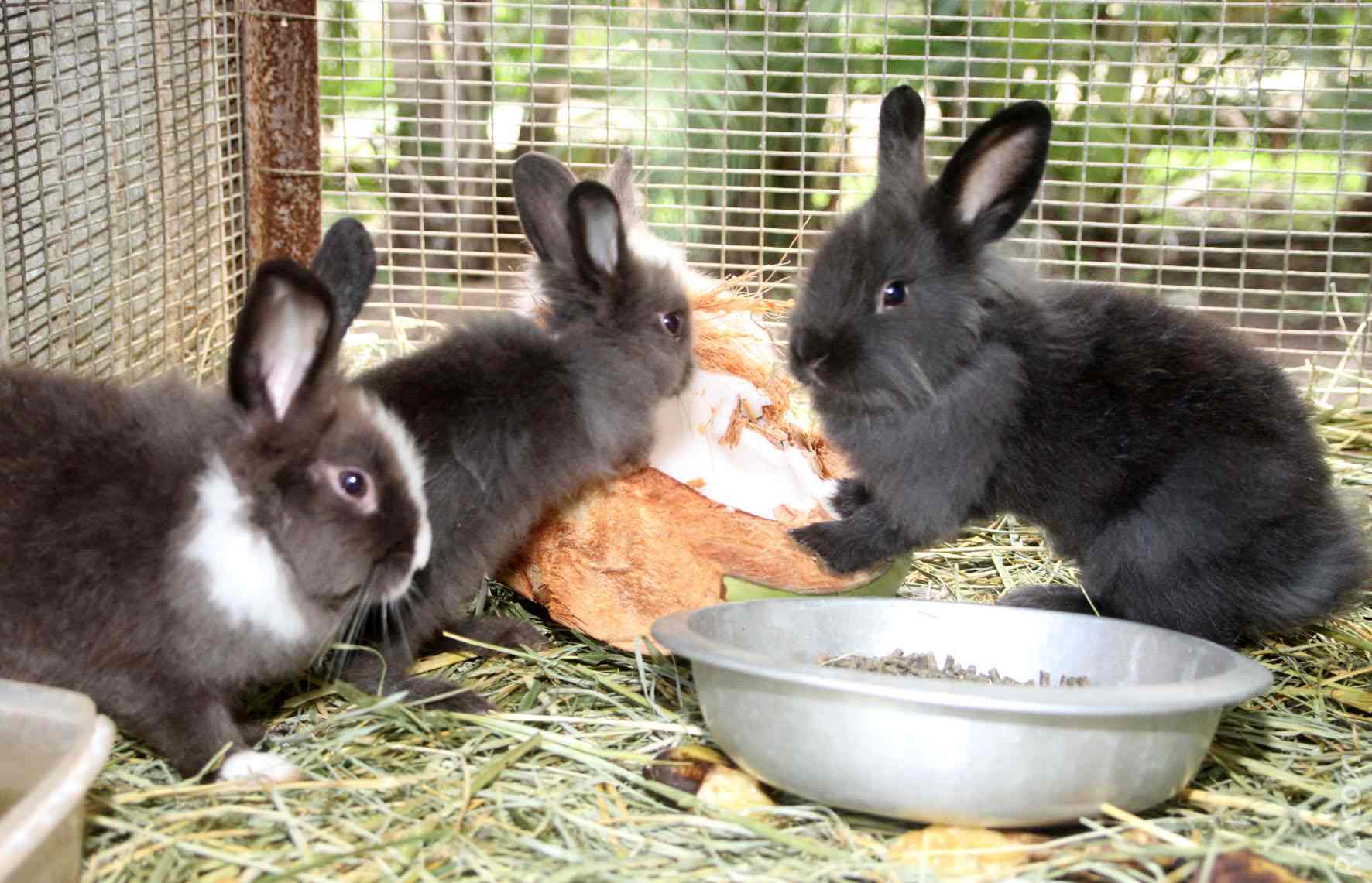 Le coin des lapins également au régime coco