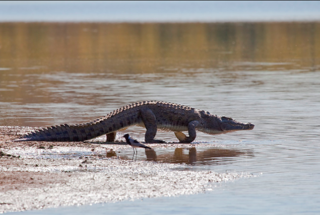 Un pasteur dévoré par des crocodiles