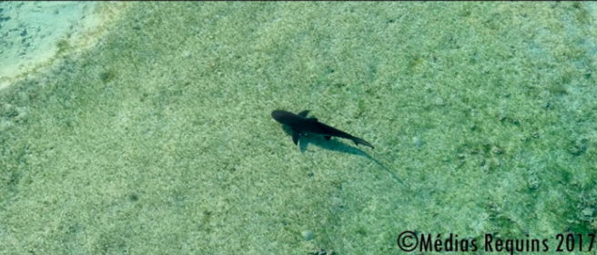Passe de l'Ermitage : Le requin bouledogue juvénile capturé
