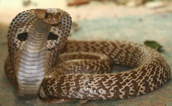 Mordu par son cobra : il en réchappe par miracle