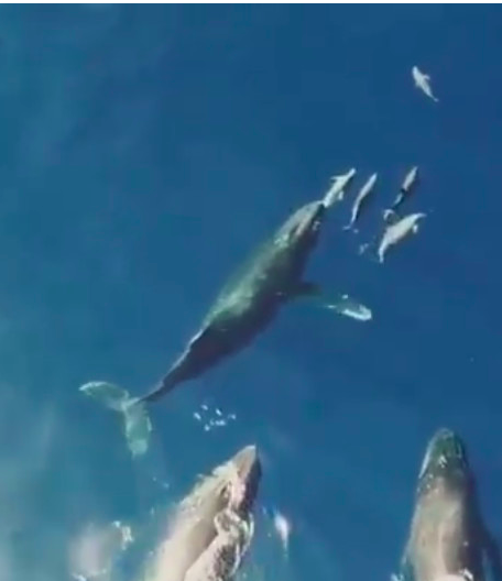 Magnifique spectacle de baleines nageant et jouant avec des dauphins à la Réunion