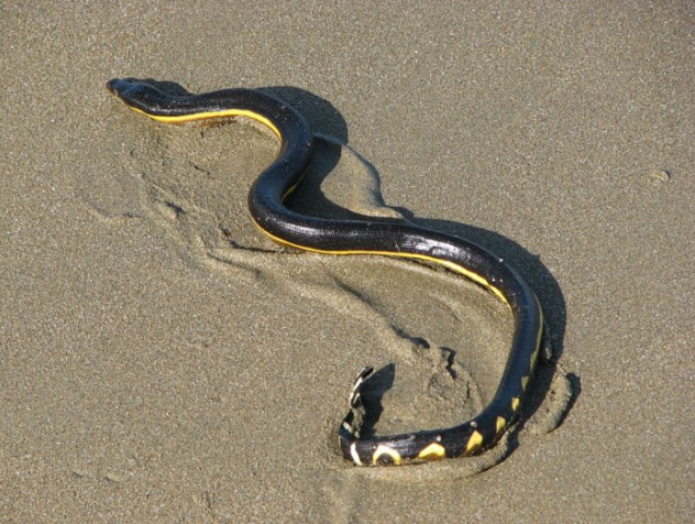 Découverte inattendue d’un serpent de mer venimeux à l’île Maurice
