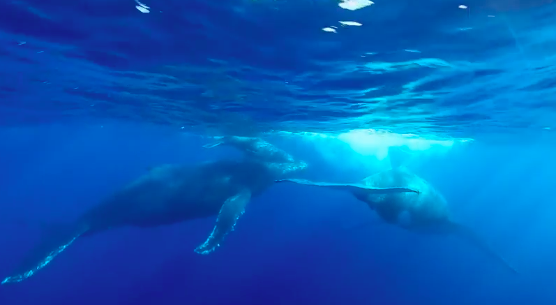 Safari baleines à La Réunion en drone :  " Un Pur Moment de Bonheur avec la nature"