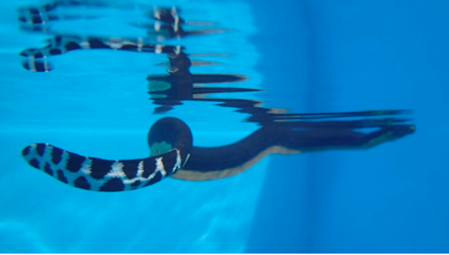 Pelamis platurus © Kelonia