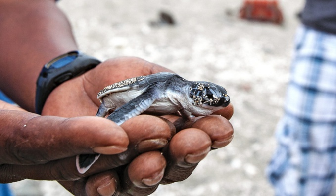 Des plages pour nos tortues