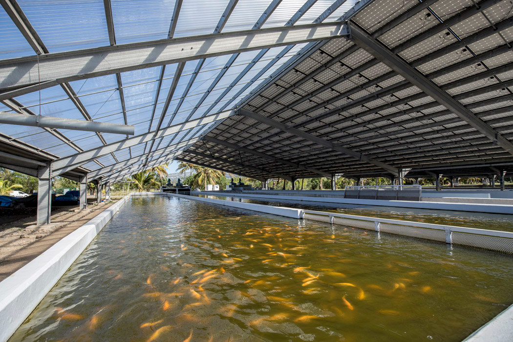 Les Cèdres : J-15 pour prendre part à un projet Réunionnais pour les Réunionnais