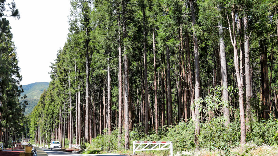 Participation du public à l’élaboration du programme régional de la forêt et du bois (PRFB) de La Réunion