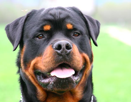 Une petite fille entre la vie et la mort après une attaque de rottweiler