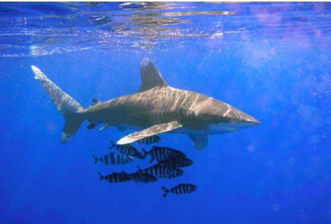 Attaque de requin en Polynésie : deux mains sectionnées et un sein