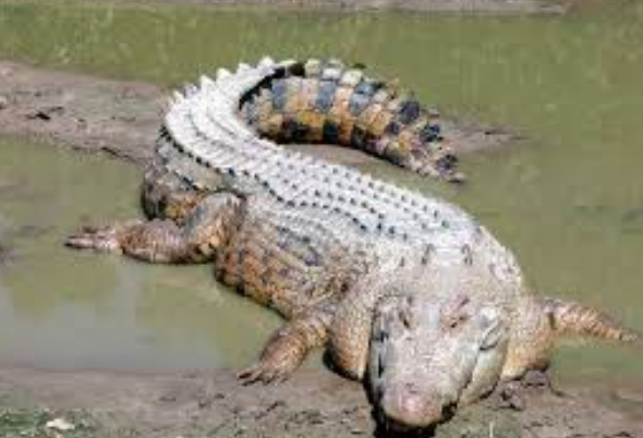 Elle sauve son amie attaquée par un crocodile en combattant l'animal !