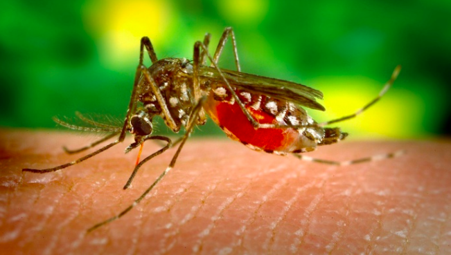 Et si la dengue était sexuellement transmissible?