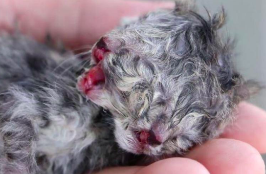 Le Chaton A Deux Tetes Va T Il Survivre Le Chaton A Deux Tetes Va T Il Survivre