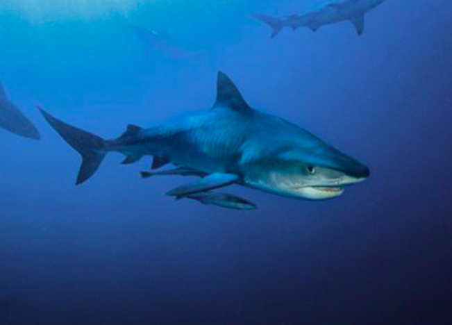 Image d'illustration